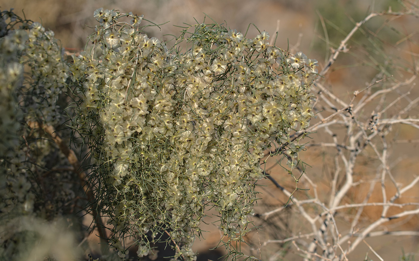 Изображение особи Salsola paletzkiana.