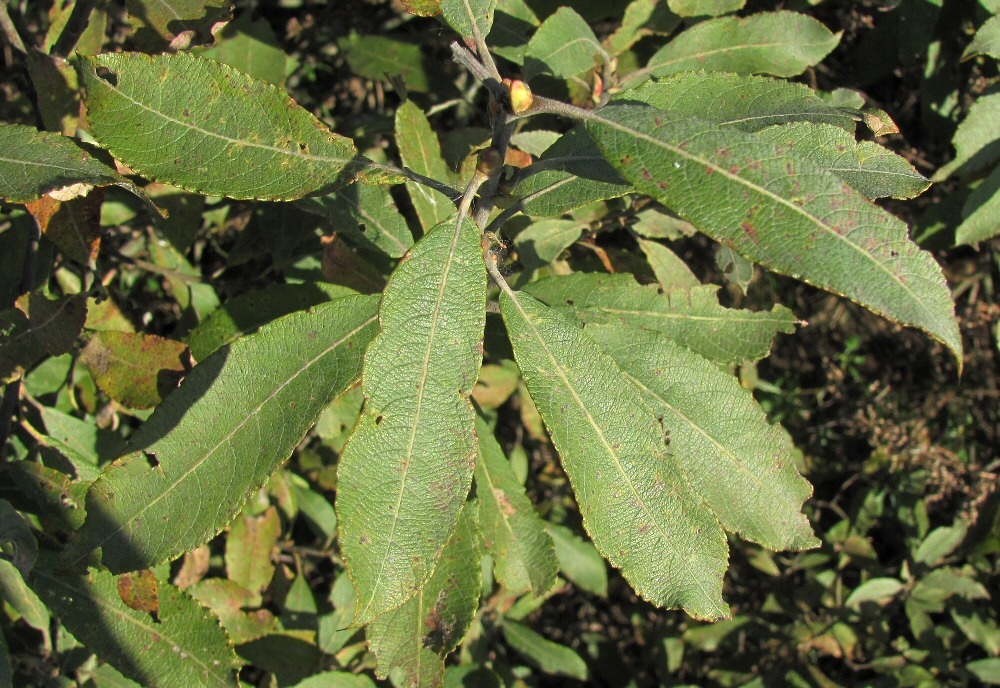 Image of Salix &times; puberula specimen.