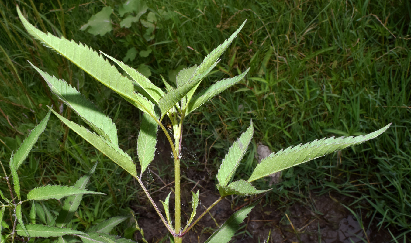 Image of Bidens frondosa specimen.