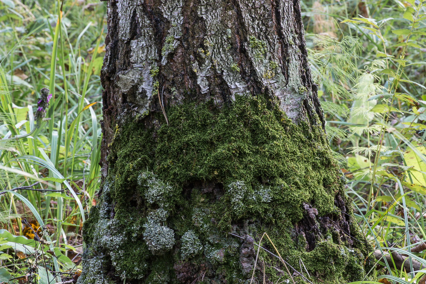 Image of Platygyrium repens specimen.