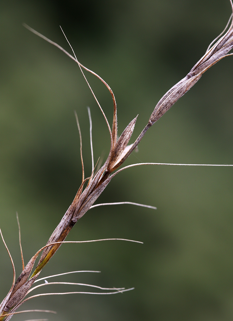 Изображение особи Elymus amurensis.