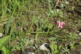 Lathyrus sylvestris