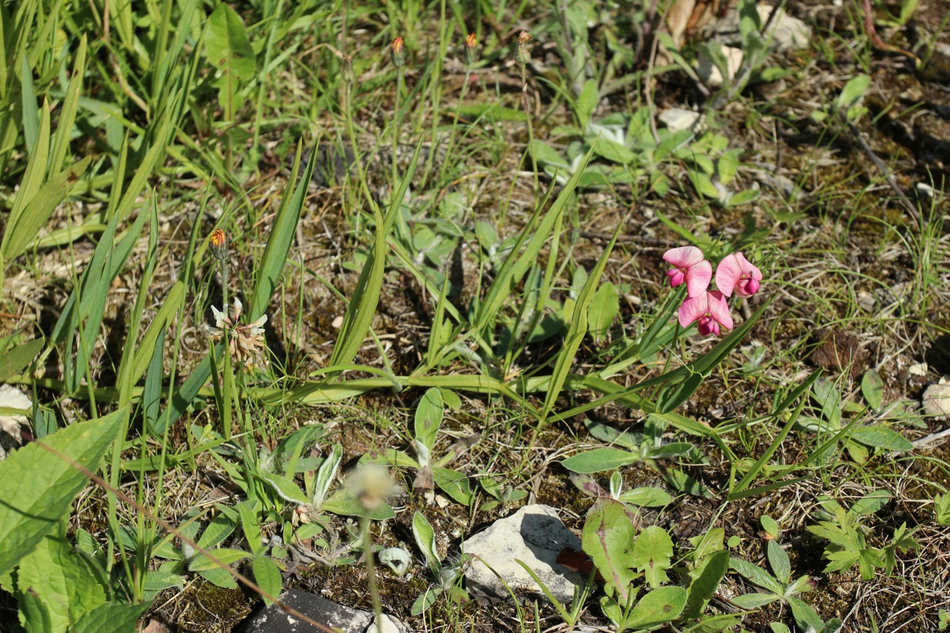 Изображение особи Lathyrus sylvestris.