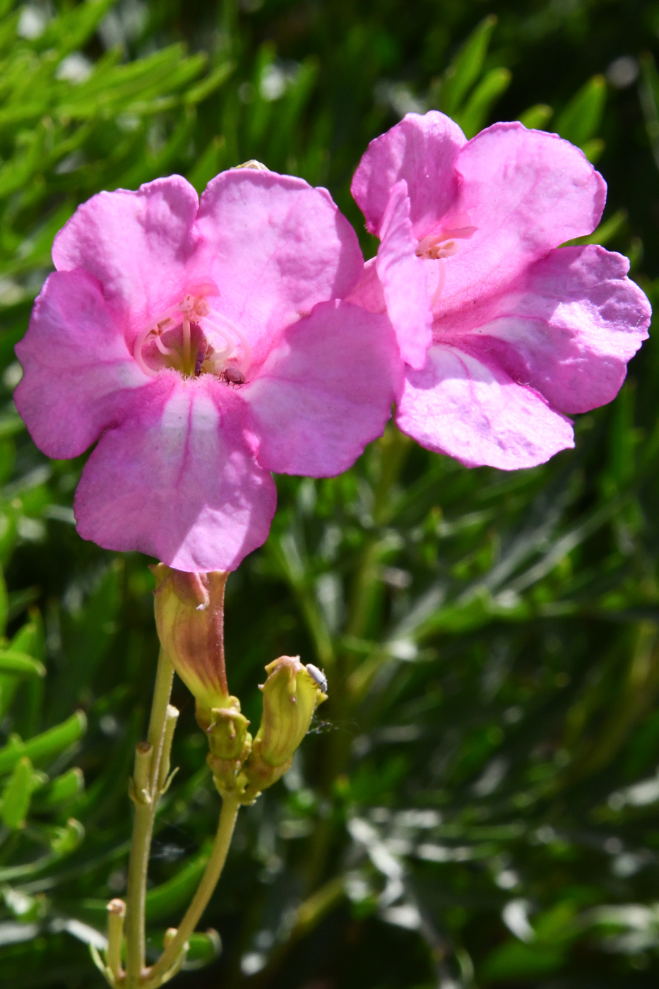 Image of Incarvillea olgae specimen.