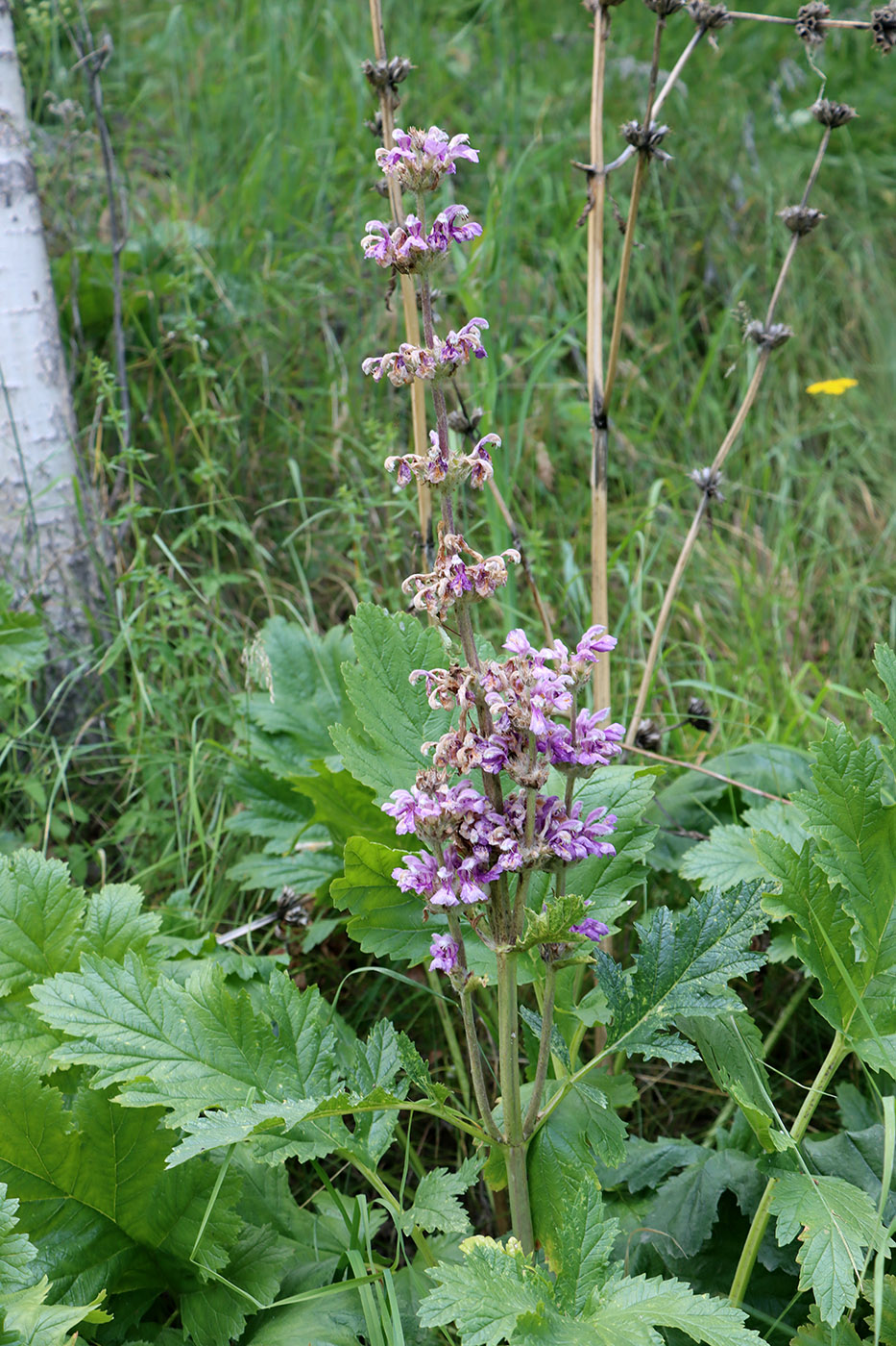 Image of Phlomoides lehmanniana specimen.