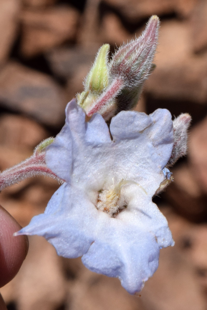 Изображение особи Trichodesma incanum.