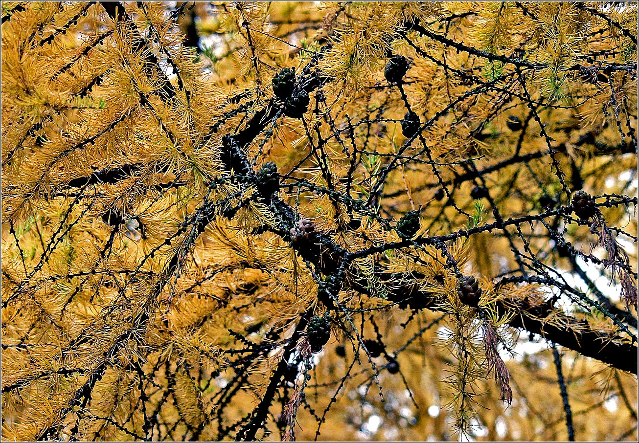 Изображение особи Larix sibirica.