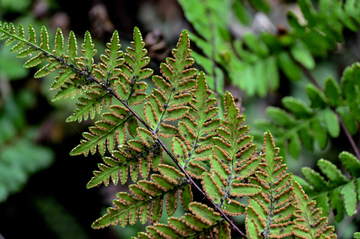 Image of Hemionitis chusana specimen.