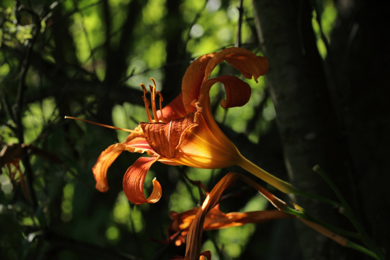 Image of Hemerocallis fulva specimen.