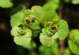View full-size image Chrysosplenium ramosum