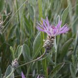 View full-size image Psephellus carbonatus