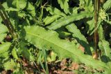 View full-size image Rumex crispus
