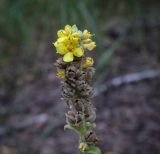 View full-size image Verbascum thapsus