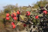 View full-size image Crataegus orientalis