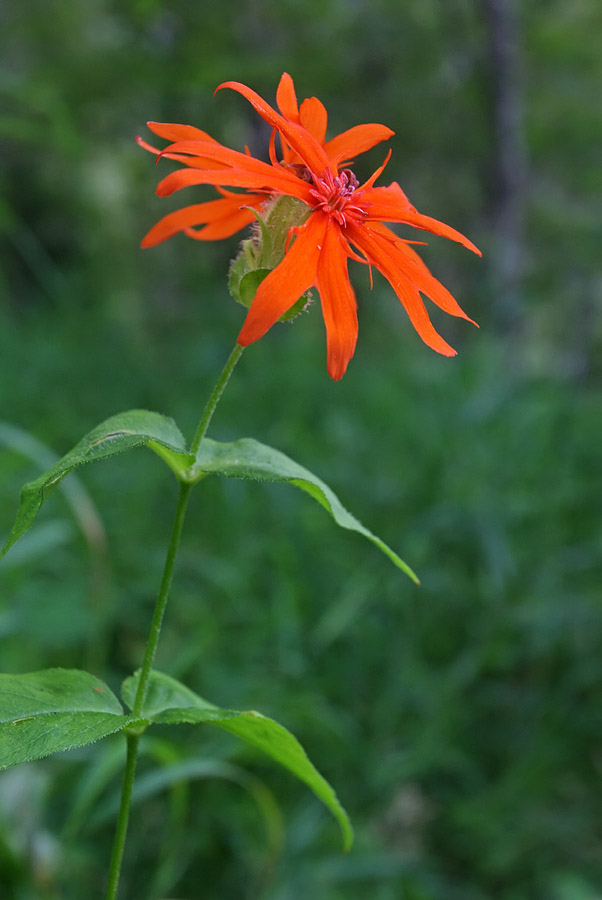 Изображение особи Lychnis fulgens.