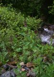 View full-size image Stachys sylvatica