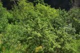 View full-size image genus Juniperus