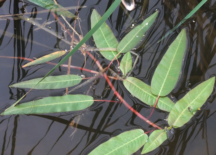 Image of Persicaria amphibia specimen.