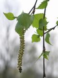 Betula pendula. Ветвь с мужским соцветием. Санкт-Петербург, начало мая.