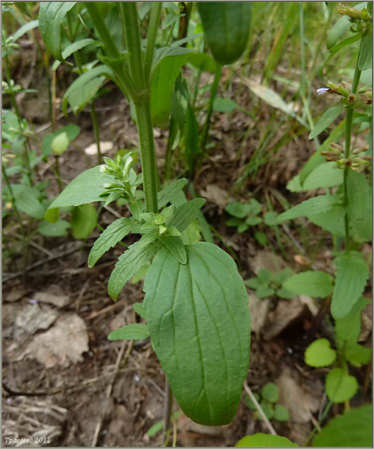 Изображение особи Dracocephalum thymiflorum.