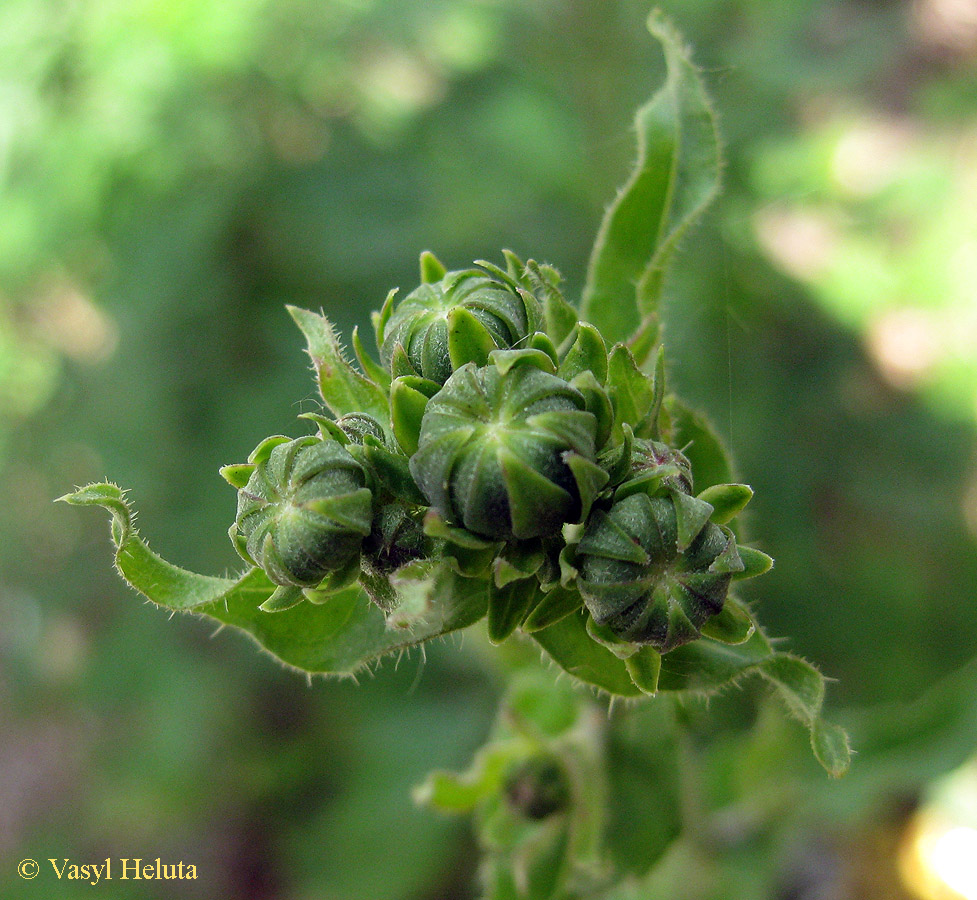 Image of Picris hieracioides specimen.