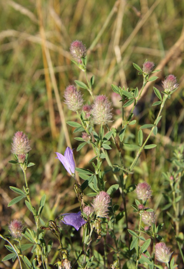 Image of Trifolium arvense specimen.