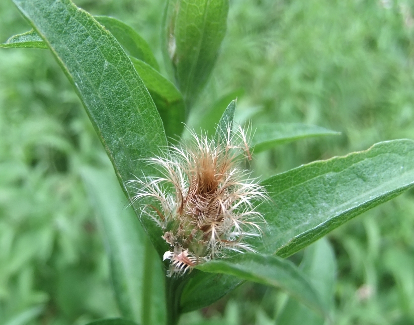 Image of Centaurea abnormis specimen.