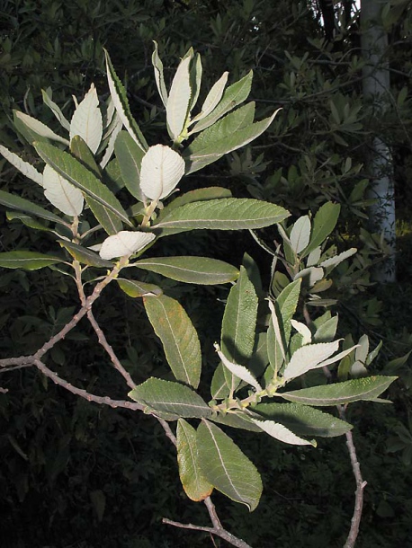 Image of Salix &times; reichardtii specimen.