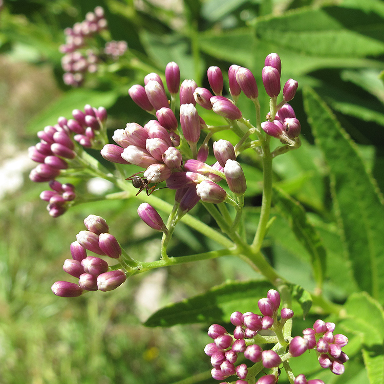 Image of Eupatorium cannabinum specimen.