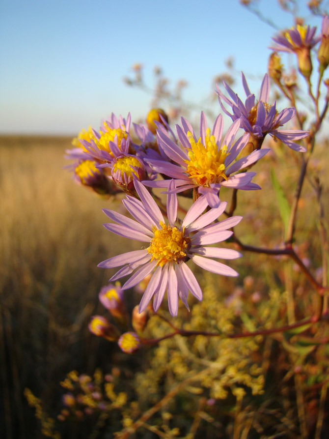 Image of Tripolium pannonicum specimen.