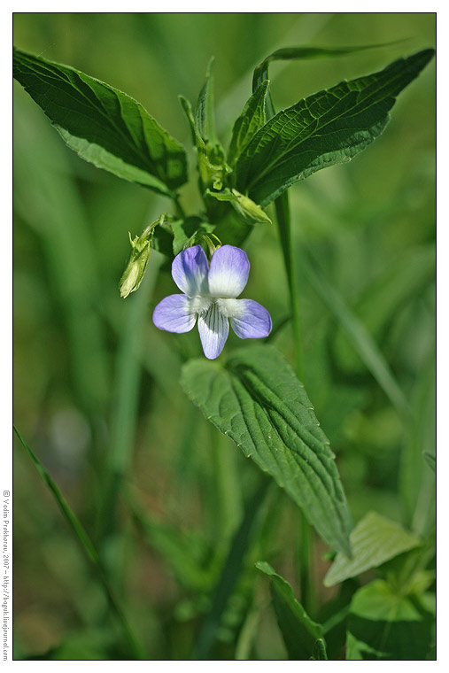 Image of Viola vadimii specimen.