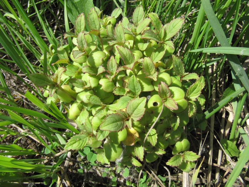 Image of Impatiens glandulifera specimen.