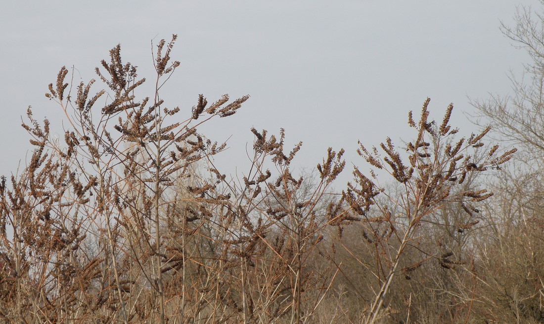 Image of Amorpha fruticosa specimen.