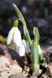 Galanthus plicatus