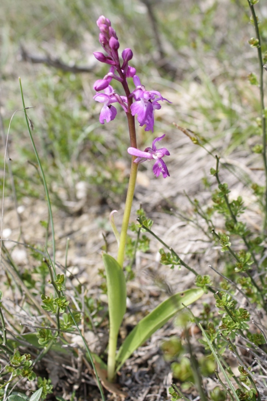 Image of Orchis mascula specimen.