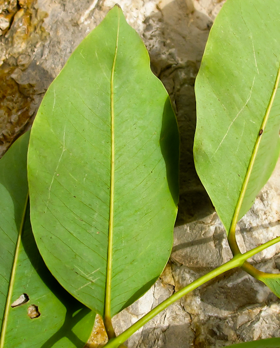 Image of Cassia fistula specimen.