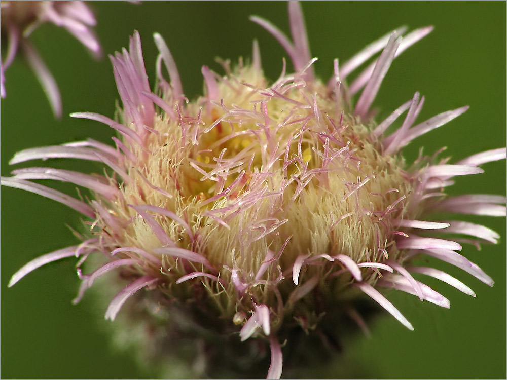 Image of Erigeron uralensis specimen.