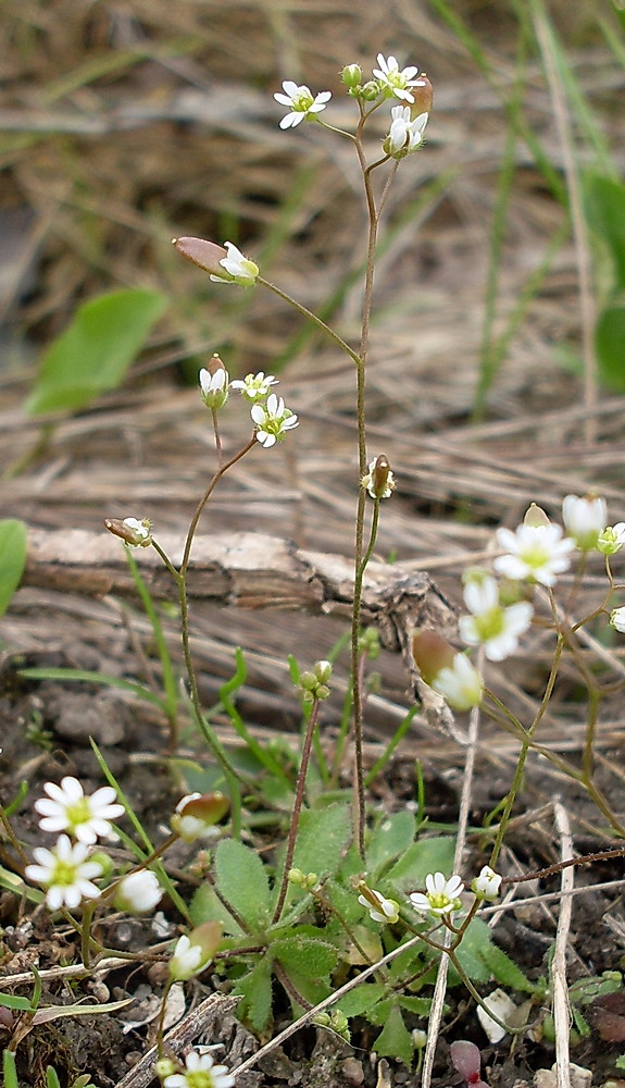 Image of Erophila verna specimen.