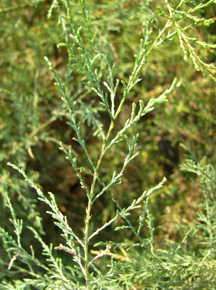 Image of Tamarix ramosissima specimen.