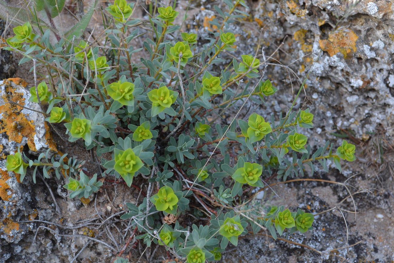 Image of Euphorbia petrophila specimen.