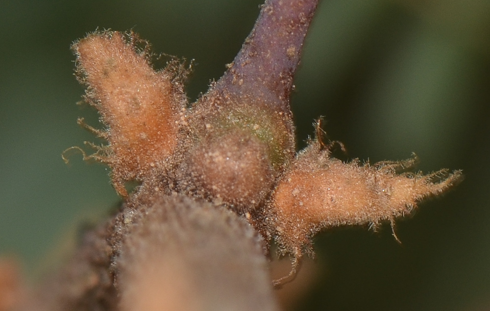 Изображение особи Caesalpinia gilliesii.