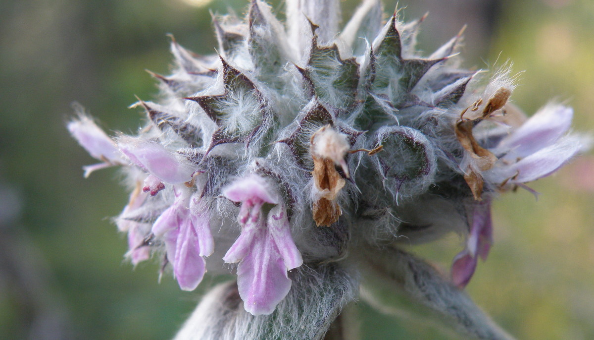 Изображение особи Stachys velata.