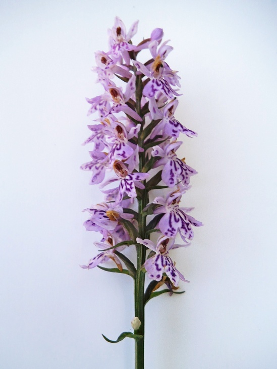 Изображение особи Dactylorhiza fuchsii.