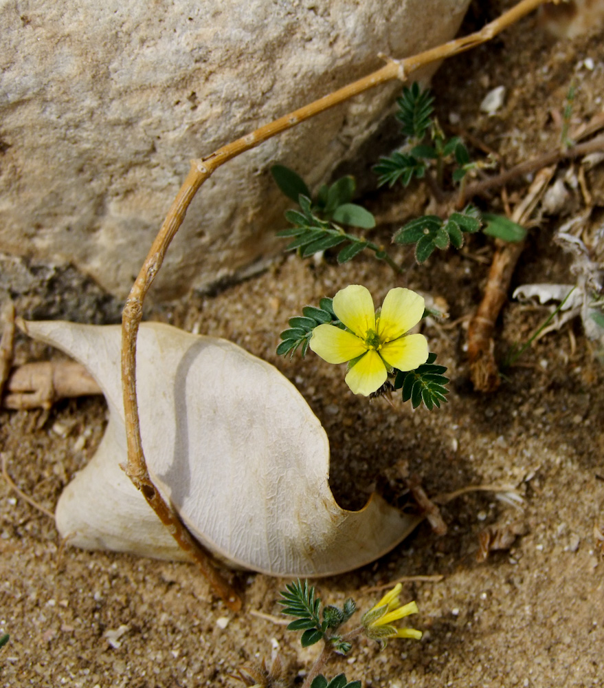 Изображение особи Tribulus terrestris.