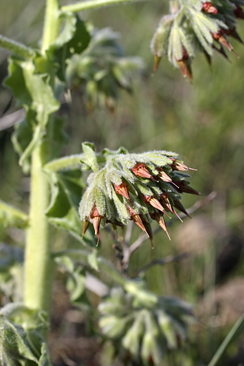 Image of Rindera echinata specimen.