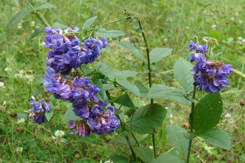 Изображение особи Vicia unijuga.