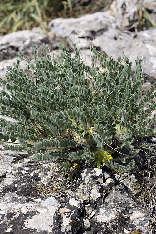 Image of genus Astragalus specimen.