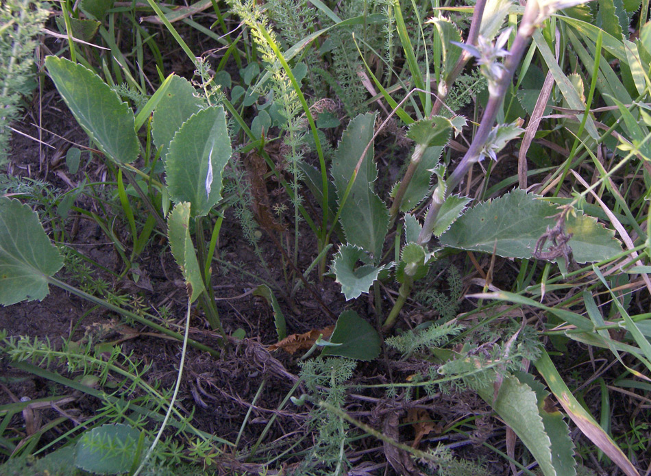 Image of Eryngium planum specimen.