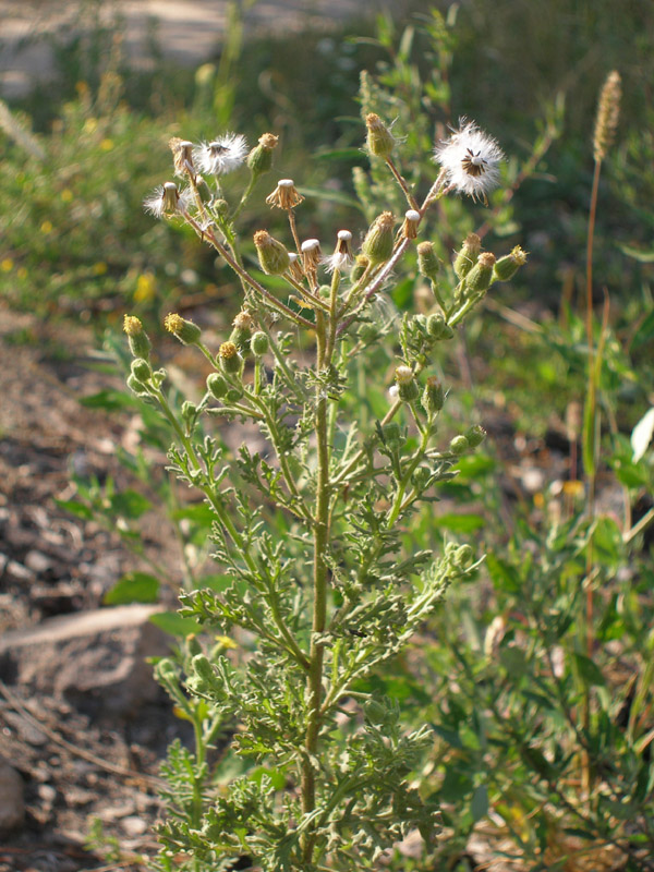 Изображение особи Senecio viscosus.