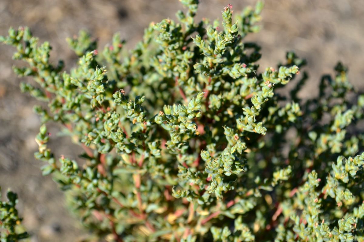 Image of Petrosimonia oppositifolia specimen.